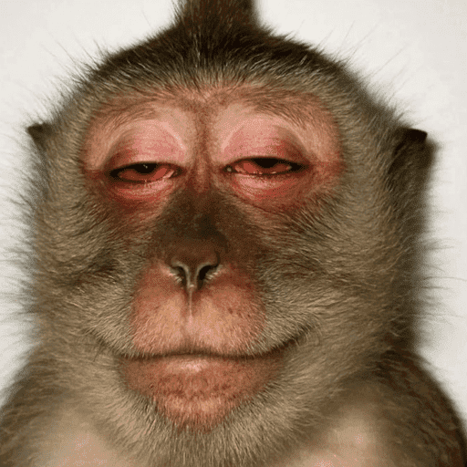 Macaco 13