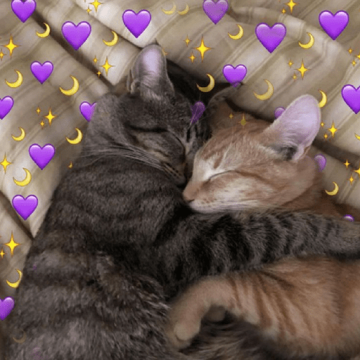 Gatitos ✨️ 2