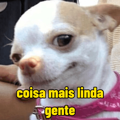 Cachorros engraçados  2