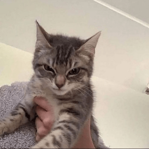Angry cat😾 11