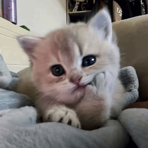Gatitos 🤗 5