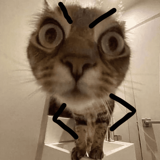 Gatos engraçados  4
