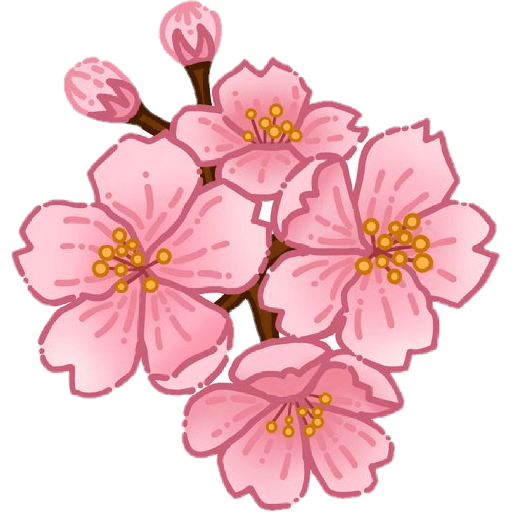 Cherry blossom flower sakura  1