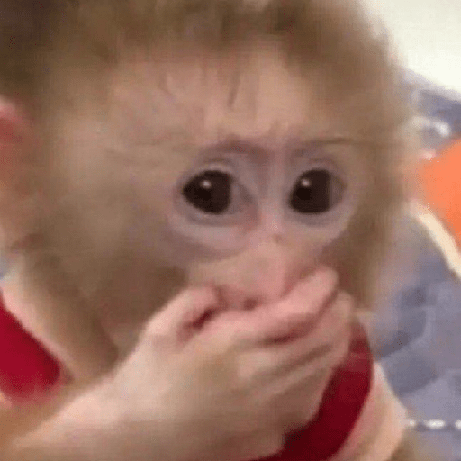 Monitos 🐵 3