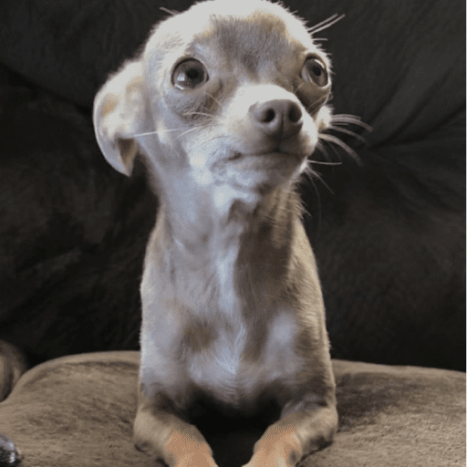 Cachorros engraçados  5