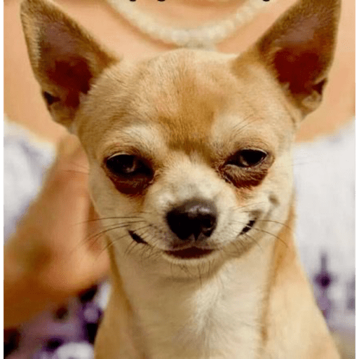 Dog  4