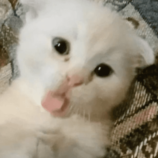 Gatos engraçados  13