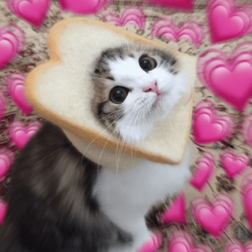 Gatitos ✨️ 5