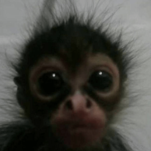 Monitos 🐵 4
