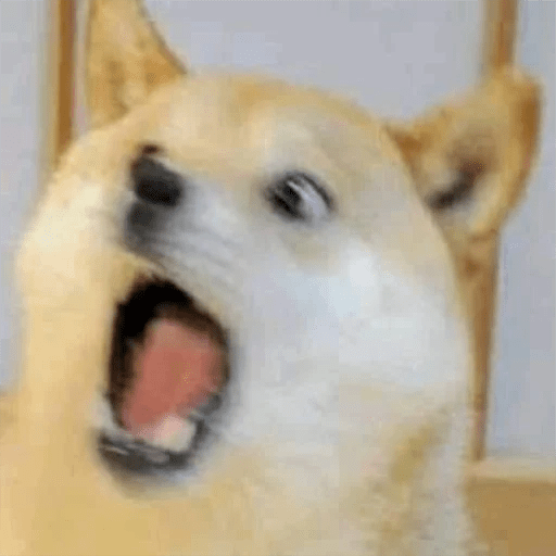 🦴🐶 Perros Funny Random 🐾🐶 5