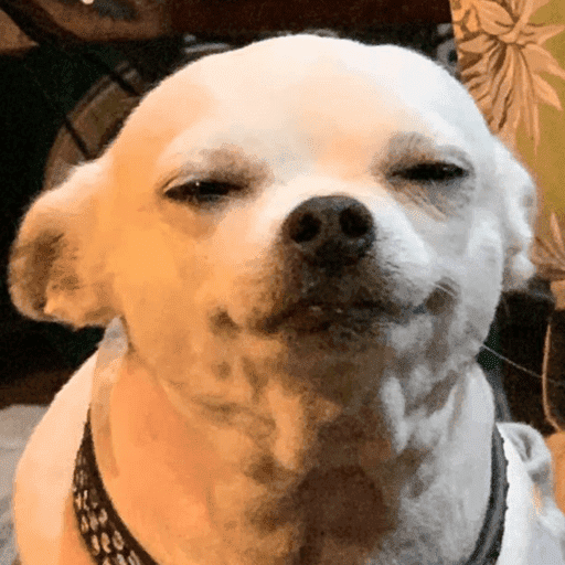Cachorros engraçados  3