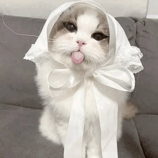 Cats  ฅ⁠^⁠•⁠ﻌ⁠•⁠^⁠ฅ 😺🤍 1