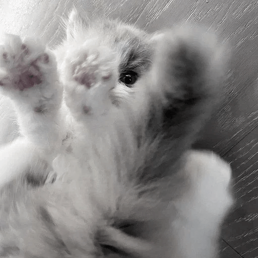 Cats Michi ฅ⁠^⁠•⁠ﻌ⁠•⁠^⁠ฅ 🐈‍⬛ 7