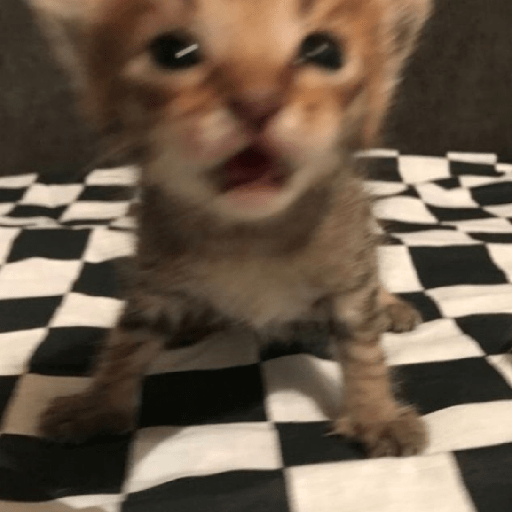 Gatitos 🤭 10