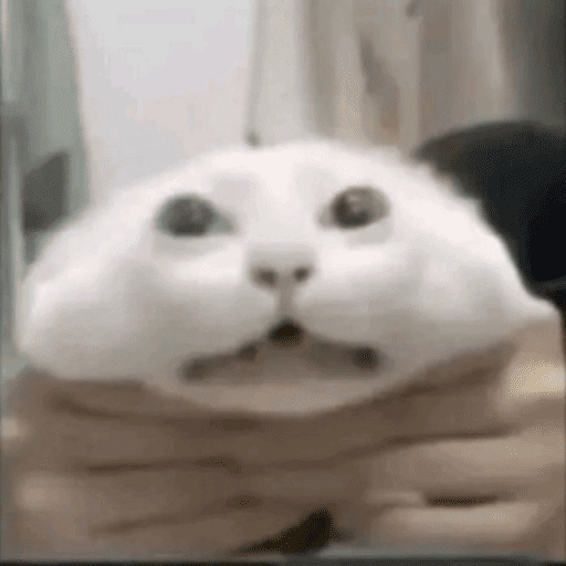 Gatos engraçados  8
