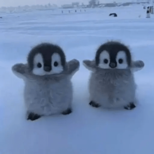 💓 Pingüinos bebé 2🐧 12