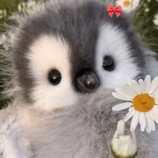 💓 Pingüinos bebé 2🐧 5