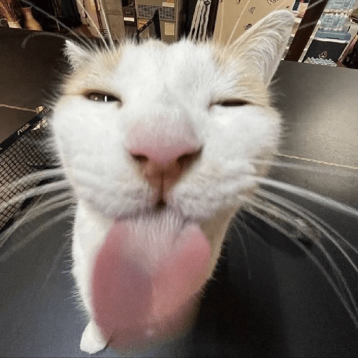Gatitos 🤪 6