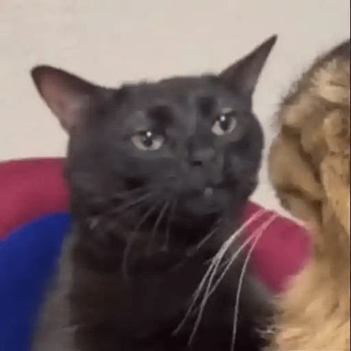 Gatitos 🤪 9