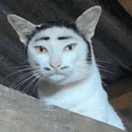 Gatos engraçados  10