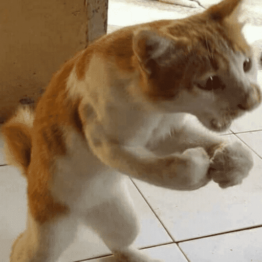 Gatos engraçados  11