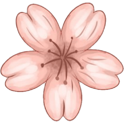 Cherry blossom flower sakura  3