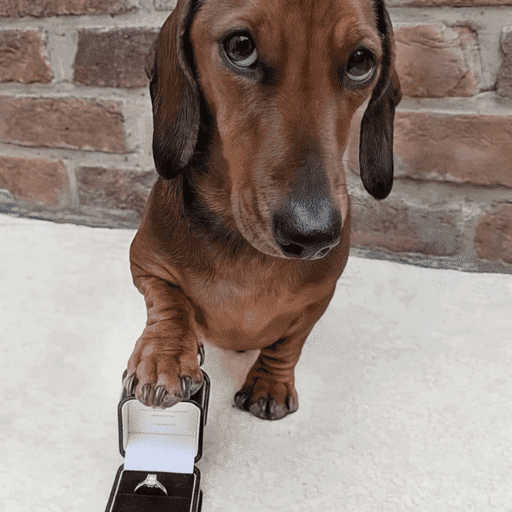 Cachorros engraçados  13
