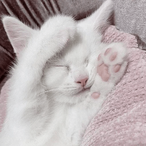 Cats  ฅ⁠^⁠•⁠ﻌ⁠•⁠^⁠ฅ 😺🤍 4