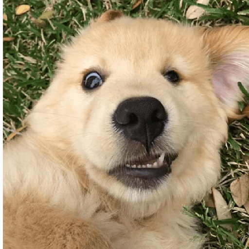 🐕 PERROS RANDOM 🐾🏡 18
