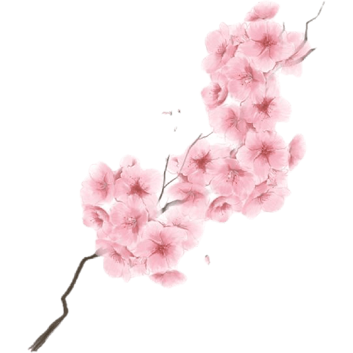 Cherry blossom flower sakura  11