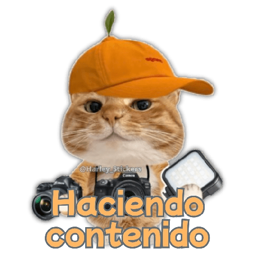 🧋🍉 GATOS que NECESITAS 🍉🧋 14