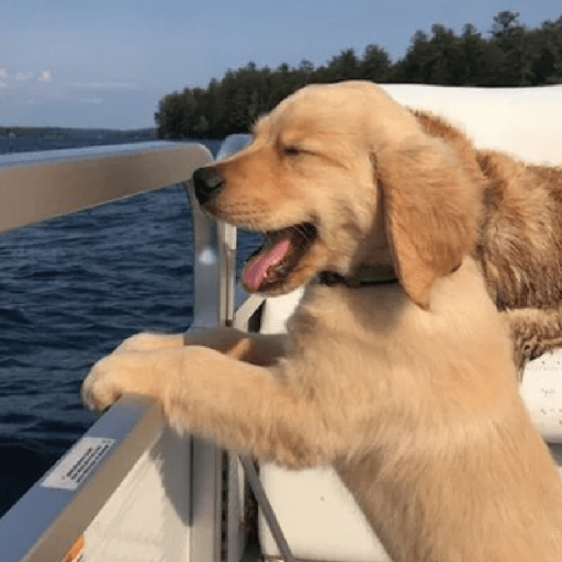 🦴🐶 Perros Funny Random 🐾🐶 12