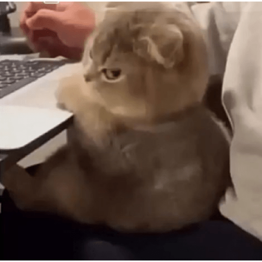Angry cat😾 5