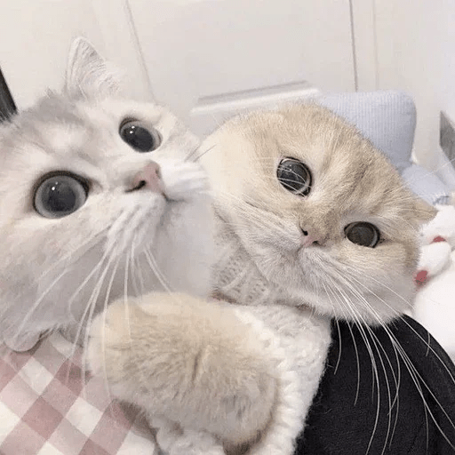 Cats  ฅ⁠^⁠•⁠ﻌ⁠•⁠^⁠ฅ 😺🤍 9