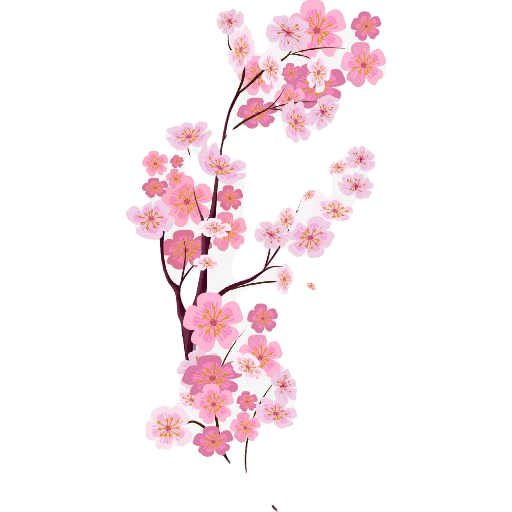 Cherry blossom flower sakura  12