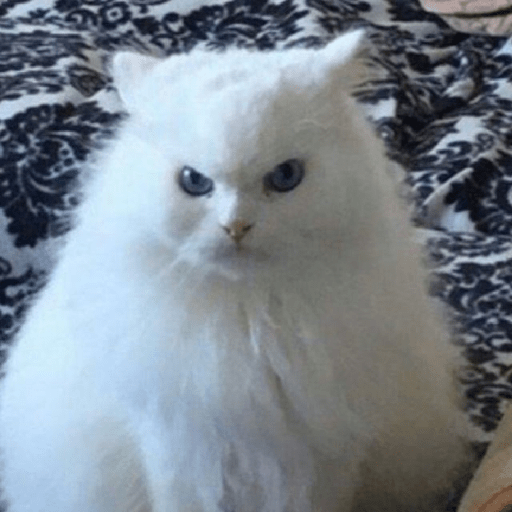 Angry cat😾 16