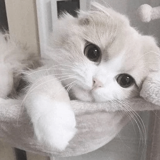 Cats Michi ฅ⁠^⁠•⁠ﻌ⁠•⁠^⁠ฅ 🐈‍⬛ 10