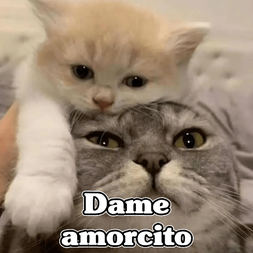 🧿Dilo con Michis2🐱 1
