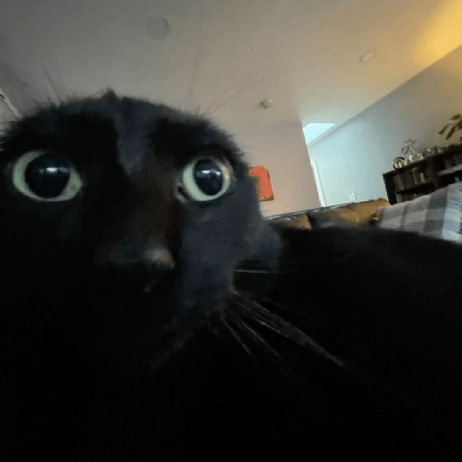 Gatos negro 🖤 9