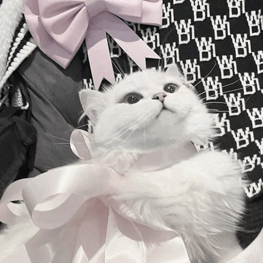 Cats Michi ฅ⁠^⁠•⁠ﻌ⁠•⁠^⁠ฅ 🐈‍⬛ 20