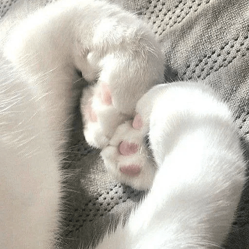 Cats Michi ฅ⁠^⁠•⁠ﻌ⁠•⁠^⁠ฅ 🐈‍⬛ 22