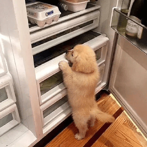 🦴🐶 Perros Funny Random 🐾🐶 15