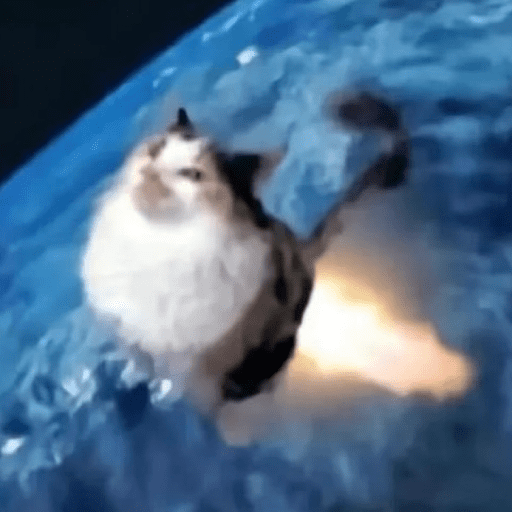 Cats 10 10
