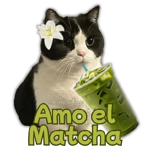 🧋🍉 GATOS que NECESITAS 🍉🧋 7