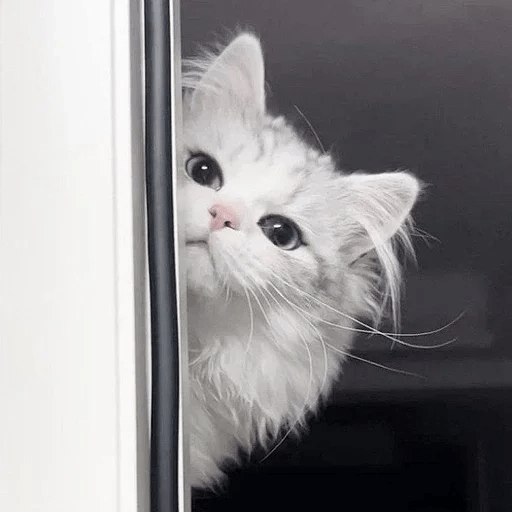 Cats  ฅ⁠^⁠•⁠ﻌ⁠•⁠^⁠ฅ 😺🤍 2