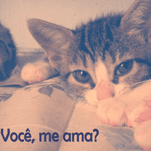 Cantadas gatinhos  9