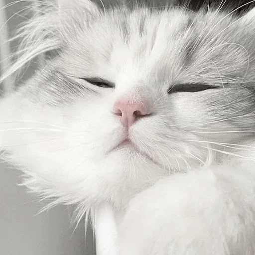 Cats Michi ฅ⁠^⁠•⁠ﻌ⁠•⁠^⁠ฅ 🐈‍⬛ 13