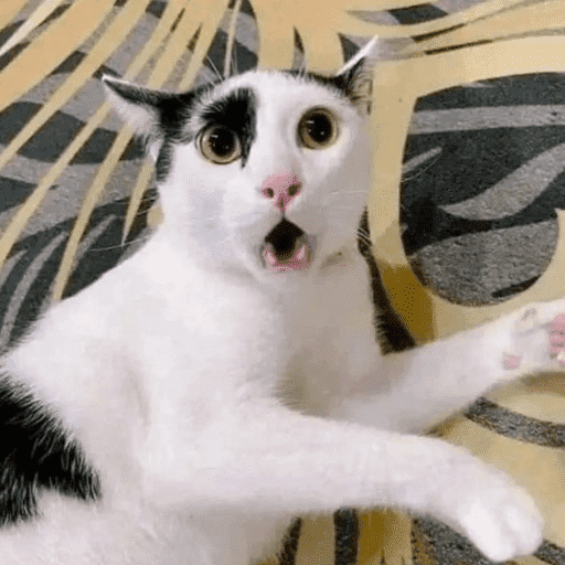 Gatos engraçados  9