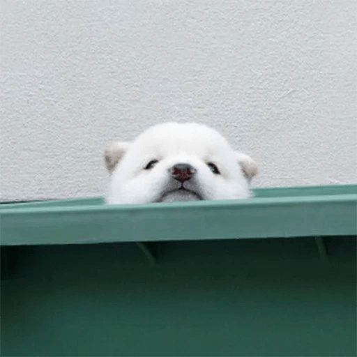 🐕 PERROS RANDOM FUNNY 2🤣 3