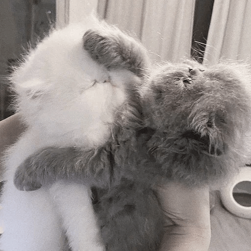 Cats  ฅ⁠^⁠•⁠ﻌ⁠•⁠^⁠ฅ 😺🤍 14